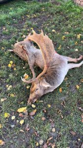 Fallow buck hunt in Kokorin region Czechia 2026 3