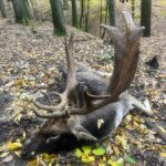 Fallow deer hunting in Kokořín region