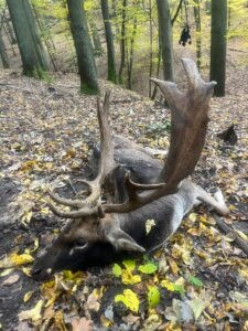 Fallow buck hunt in Kokorin region Czechia 2026 0