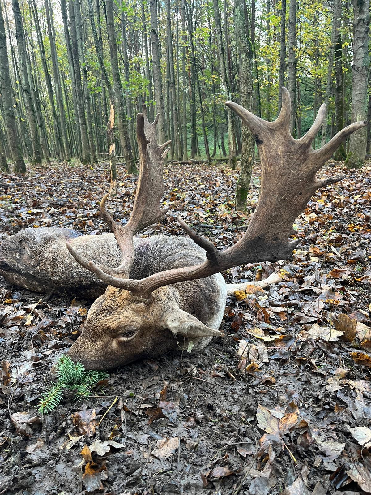 Fallow buck hunt in Kokorin region Czechia 2026
