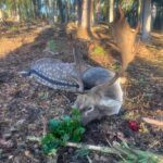 Fallow deer hunting in Kokořín region