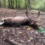 Fallow deer hunting in Kokořín region