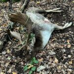 Fallow deer hunting in Kokořín region