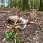 Fallow deer hunting in Kokořín region
