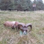 Mouflon hunting in the game preserve Ploužnice