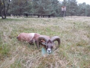 Mouflon hunting in the game preserve Ploužnice 2026/2027 1