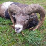 Mouflon hunting in the game preserve Ploužnice
