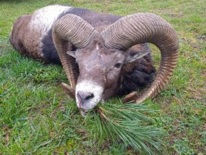 Mouflon hunting in the game preserve Ploužnice 2026/2027 0