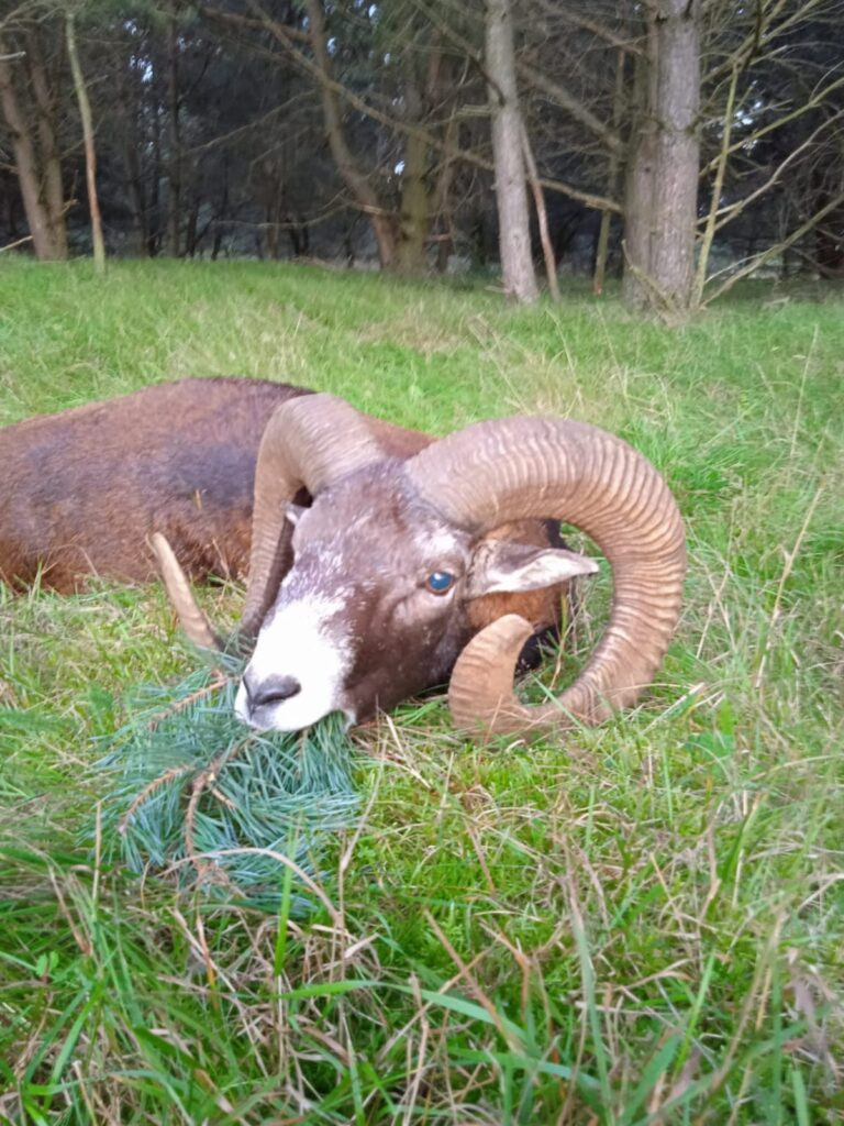 Mouflon hunting in the game preserve Ploužnice 2026/2027