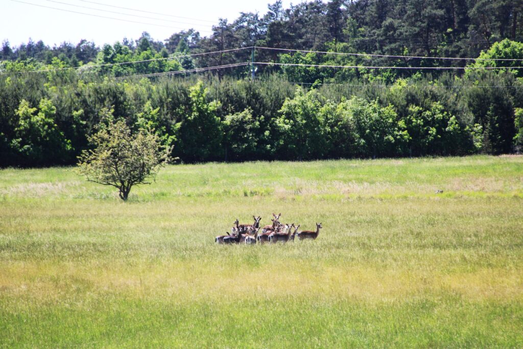Game Preserve Ploužnice ✅ Hunt mouflon, hunt fallow buck, hunt sika Dybowski
