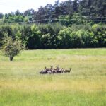 Game Preserve Ploužnice ✅ Hunt mouflon, hunt fallow buck, hunt sika Dybowski