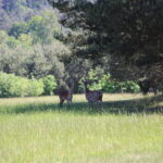Game Preserve Ploužnice