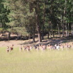 Game Preserve Ploužnice
