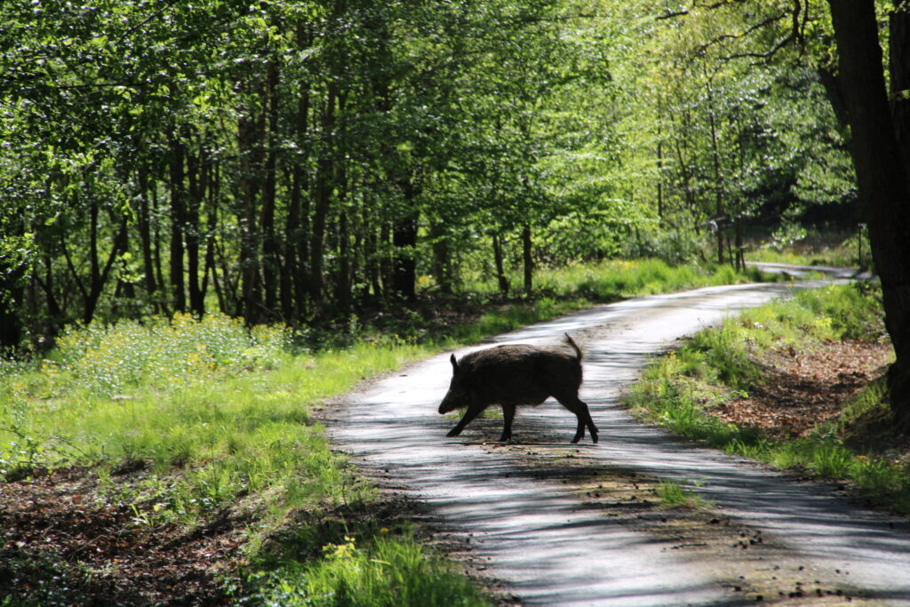 Game preserve Víno in Czechia for hunting strong fallow bucks