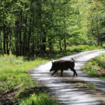 Game preserve Víno in Czechia for hunting strong fallow bucks