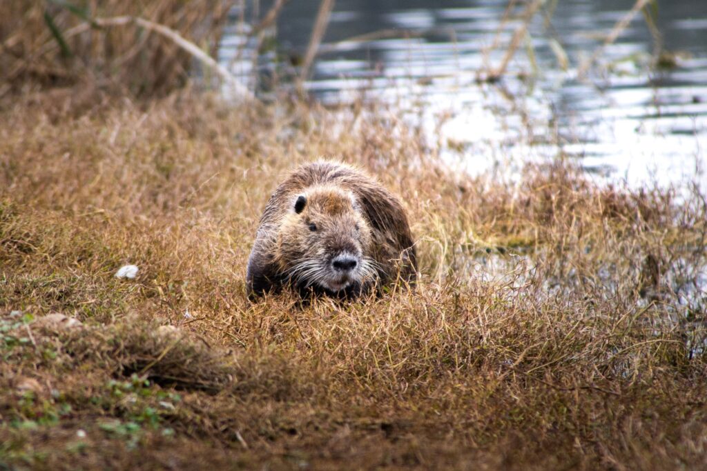 Nutria hunting in Czechia