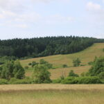 Hunting Poland Red Stags