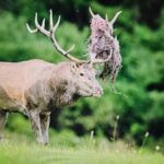 Hunting Poland red deer (61)