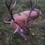 Hunting Poland Red Stags
