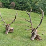 Hunting Poland Red Stags