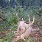 Hunting Poland Red Stags