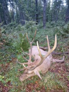 Red stag hunt in Poland 2026 3