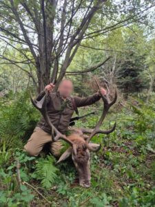 Red stag hunt in Poland 2026 2