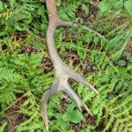 Hunting Poland Red Stags