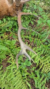 Red stag hunt in Poland 2026 1