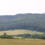 Hunting Poland Red Stags