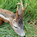 Roe Buck Hunt Lasvice 2025 (1)
