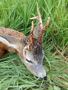 Hunting permit hunting ground Lasvice 2026/2027 0