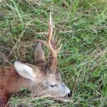 Roe Buck Hunting Lasvice 2025 (2)