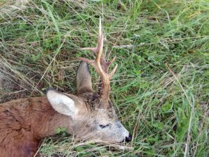 Hunting permit hunting ground Lasvice 2026/2027 1
