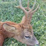 Roe Buck Hunt Lasvice 2025 (3)