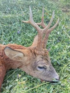 Hunting permit hunting ground Lasvice 2026/2027 2