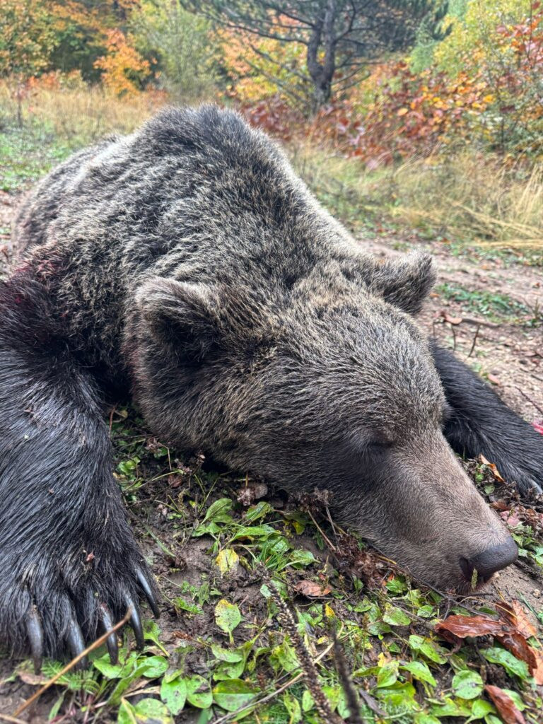 Brown bear hunting in Kupres Bosnia 2026
